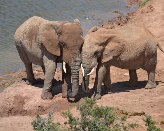 Addo Elephant National Park