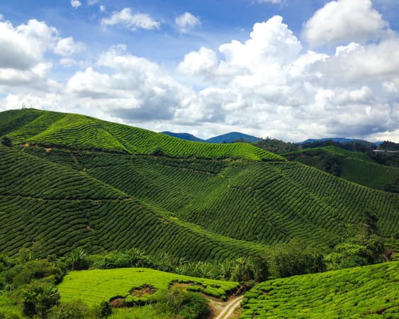 Cameron Highlands