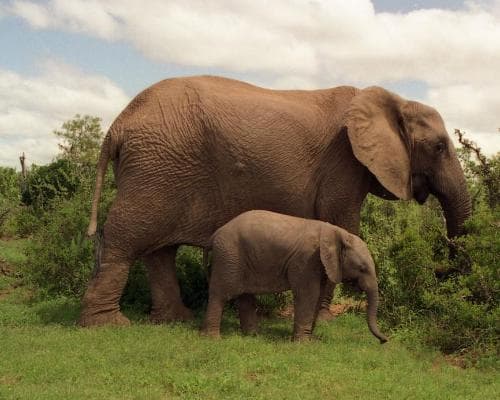 Addo Elephant National Park