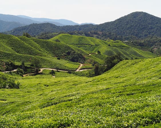 Cameron Highlands