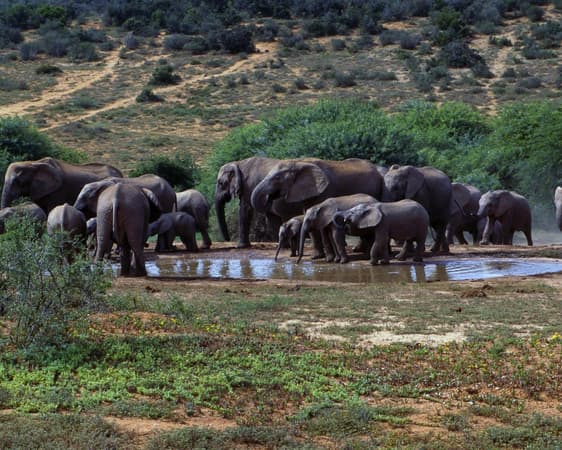 Shamwari Wildreservat