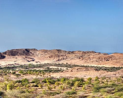 Sir Bani Yas Island