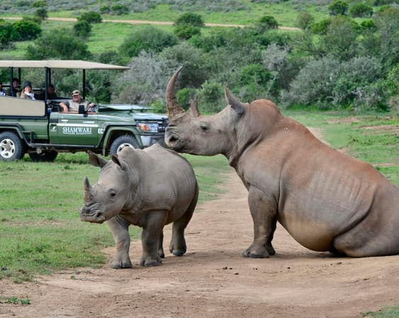 Shamwari Wildreservat