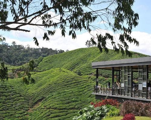 Cameron Highlands