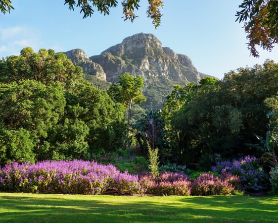 Kirstenbosch National Botanical Garden