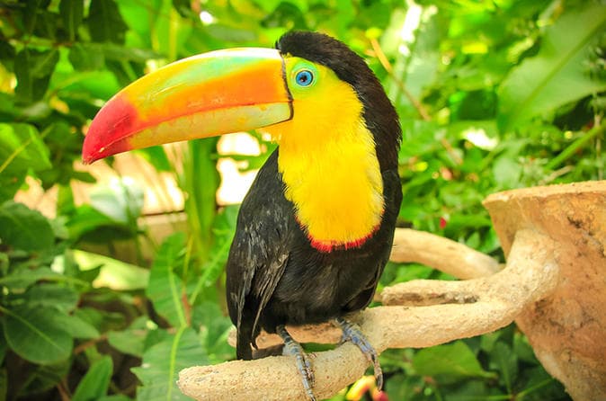 Bild - Regenwälder, Traumstrände & die Artenvielfalt Costa Ricas entdecken