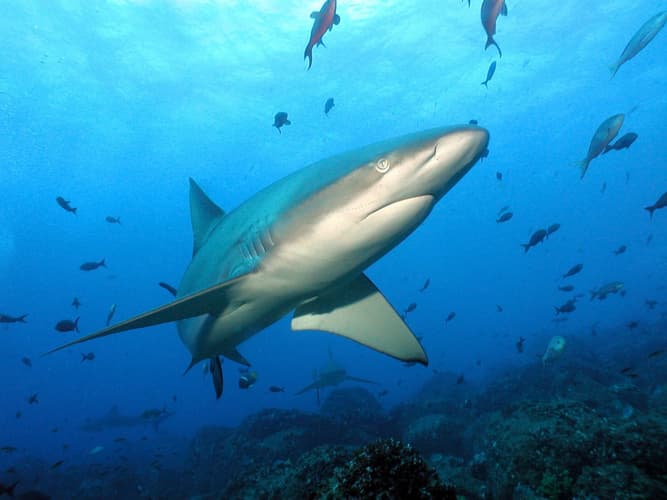 Slika - Descubrimiento del Ecuador + Extension Inter Islas Galapagos - Santa Cruz