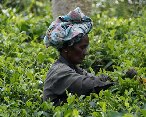 Obraz - Rundreise "Fabelhaftes Sri Lanka" (ab Colombo/bis Beruwela)