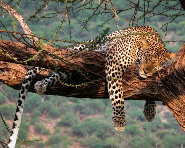 Image - Safari "Naivasha und Masai Mara"