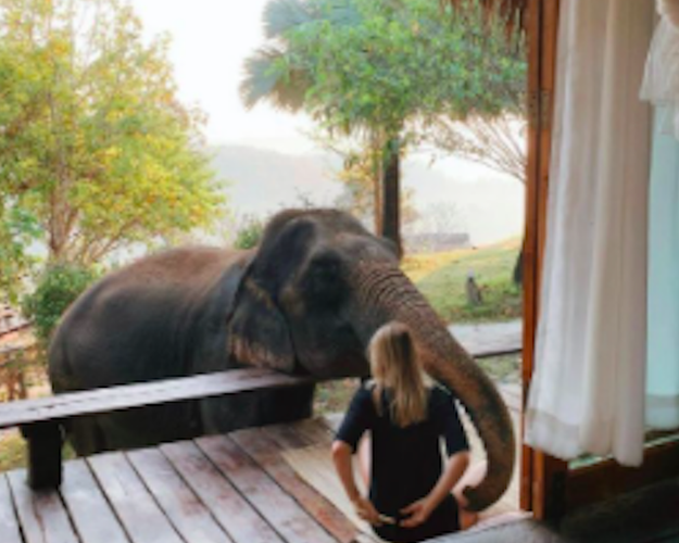Bild - 2D1N - Elephants, Homestay and Waterfall Trek