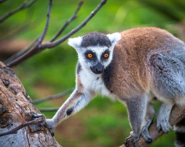 Imagen - Madagascar: Incanto del Nord in 4 giorni