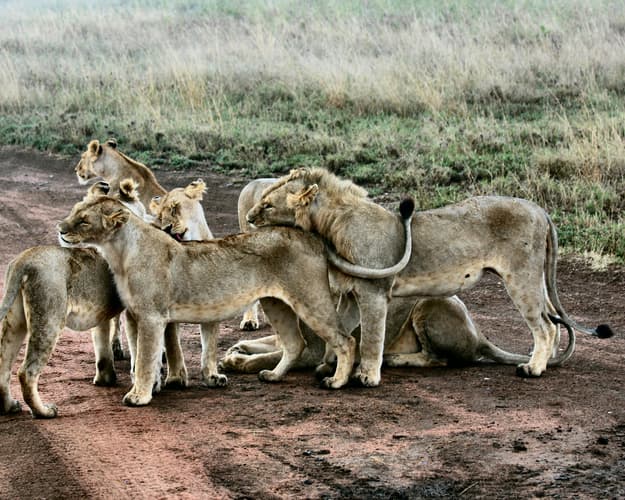 Bild - Safari "Serengeti Nationalpark" (ab Arusha bis Sansibar)