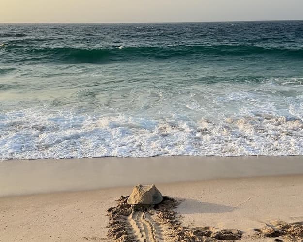 Image - Turtle Package with Adventure