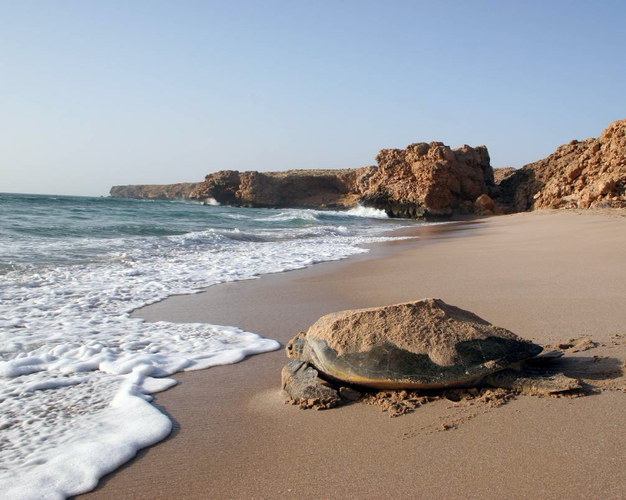 Image - A Green Turtles Tour