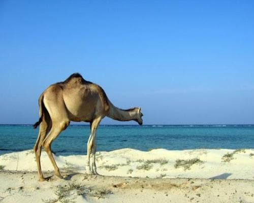 Immagine - Marsa Alam pacchetto 7 notti -  Autunno/Inverno