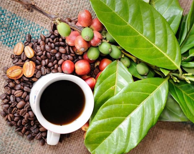 Imagen - Plan Cacao, Palmas & Café