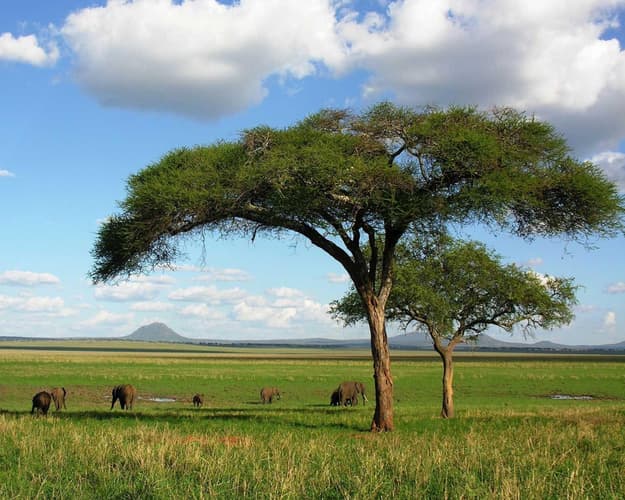 Obraz - Safari "Tansania entdecken" 