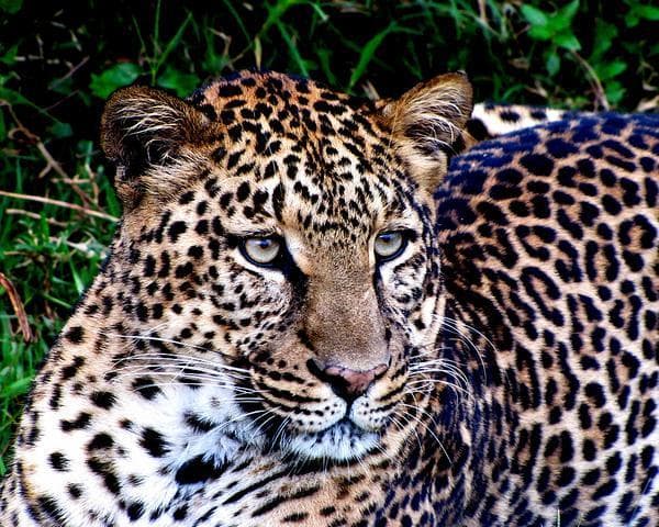 Imagen - RECUERDOS DE KENYA