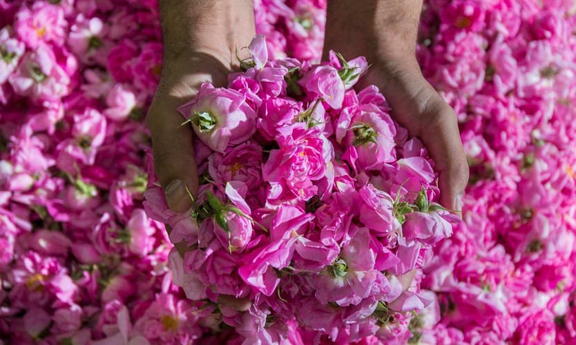 Immagine - 3 Days. TAIF (5* - Visit to Taif Flowers Garden)