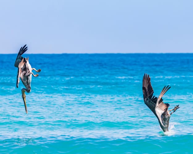 Imagen - La Paz y Avistamiento de Ballenas