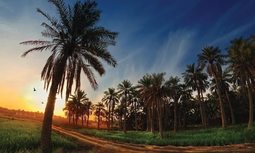 Imagen - 3 Days. 5* AL HOFUF - Al Ahsa InterContinental (BB)