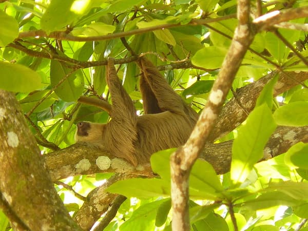 Billede - Rundreise "Best of Panama" & Baden im Bocas Archipel