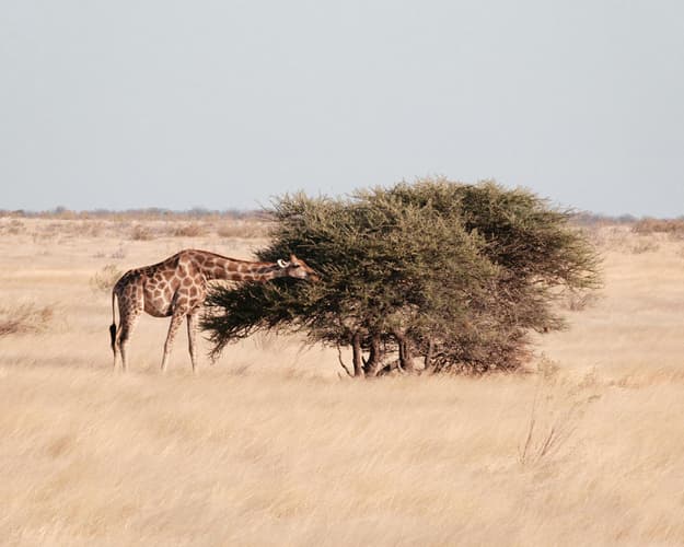 Billede - Etosha Shuttle