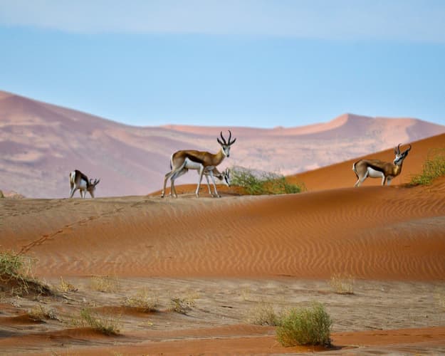 Obraz - Rundreise/Safari "Canyons und Wüsten"