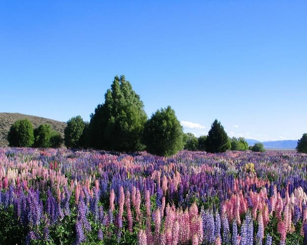 Beeld - Actief & Avontuurlijk Nieuw-Zeeland