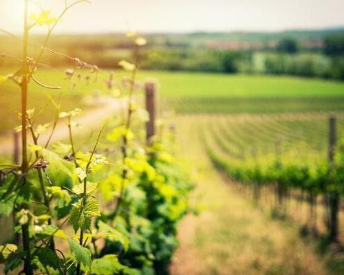 Image - Auf den Spuren des Bordeaux Weins