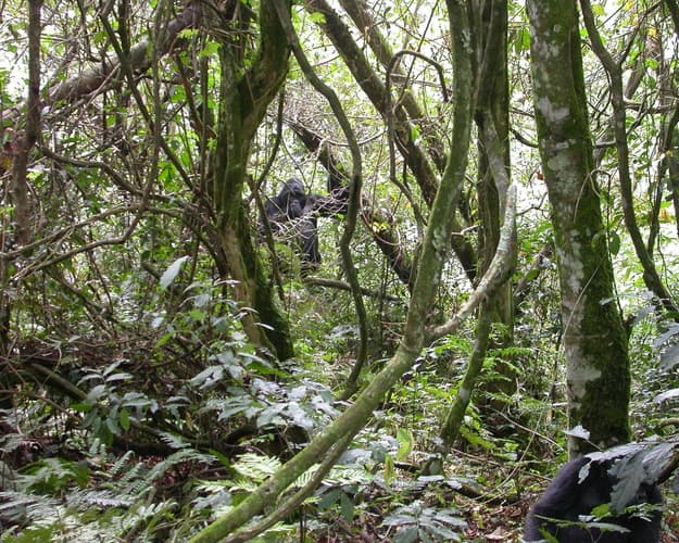 Image - Gorilas en Uganda