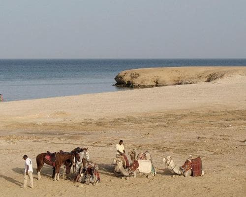 Bild - Marsa Alam, Egitto da Milano MXP