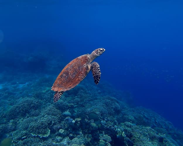 Obraz - Tauchen auf La Reunion inkl. Mietwagen