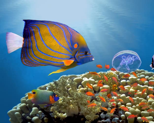 Image - Sharm el-Sheikh da Milano 