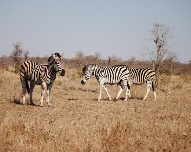 Image - Safari "Kruger Nationalpark mit Panorama Route"