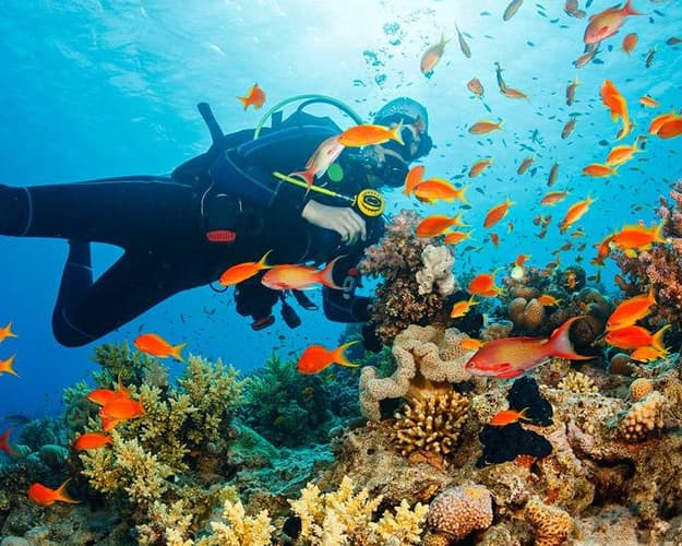 Şəkil - Unforgettable Scuba Diving in Madeira’s Crystal Waters