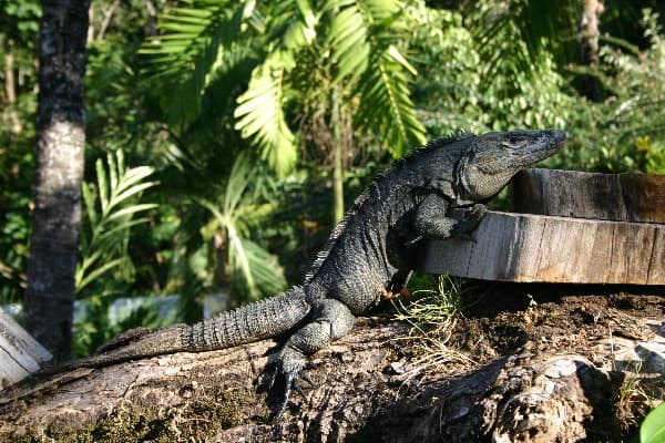 Bild - Rundreise "Pazifiktour"