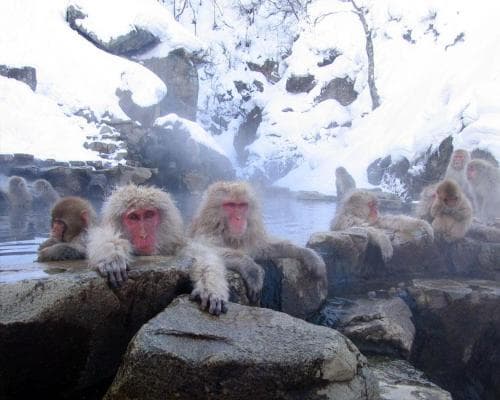 Immagine -  Ghasso-zukuri e Zao  Onsen