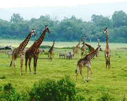 Image - Kenia & Tanzania