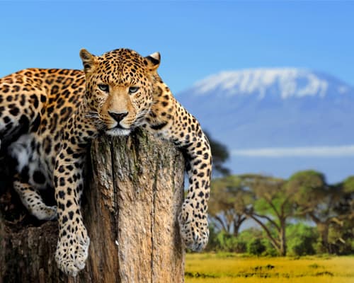 Immagine - Tanzania y sus parques 