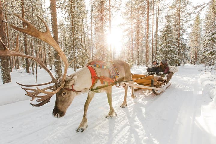 Image - Winterfeeling und Rentiere in Finnland & Lappland