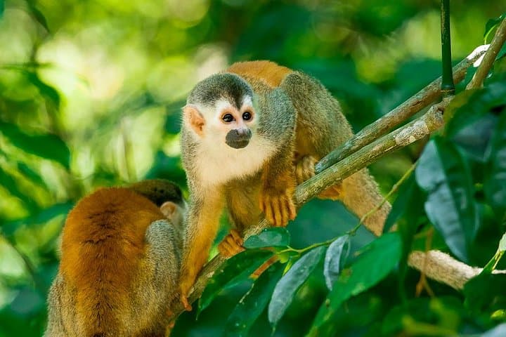 Image - Costa Rica (from Madrid) 10 nights Breakfast incl.