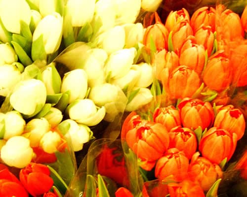 Imagen - Amsterdam, canales y tulipanes