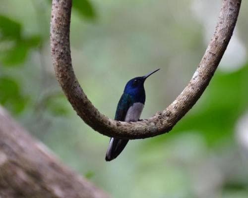 Billede - Rundreise "Stadt Land Strand" & Baden in Bocas