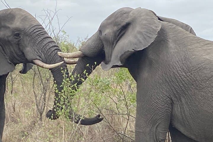 Imagem - Pacote Kruger National Park 