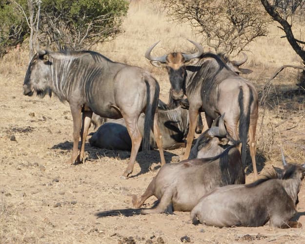 Obraz - Johannesburg mit Safari und Ausflug & Erholung auf Mauritius