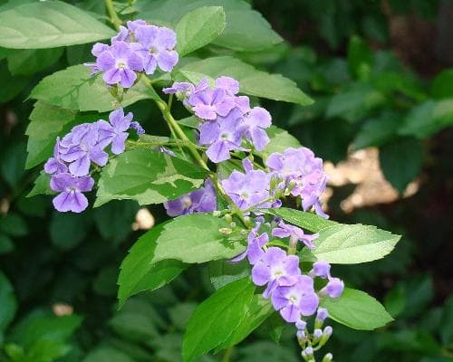 Imagen - Ruta entre volcanes y cultura