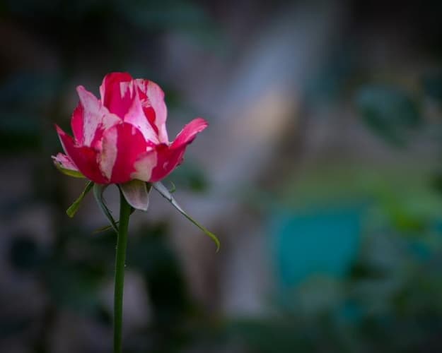 Imagen - Luna de Miel Guatemala - 7 Días