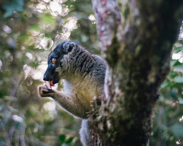 Image - Madagaskar Rundreise "Menschen und Lemuren" & La Reunion