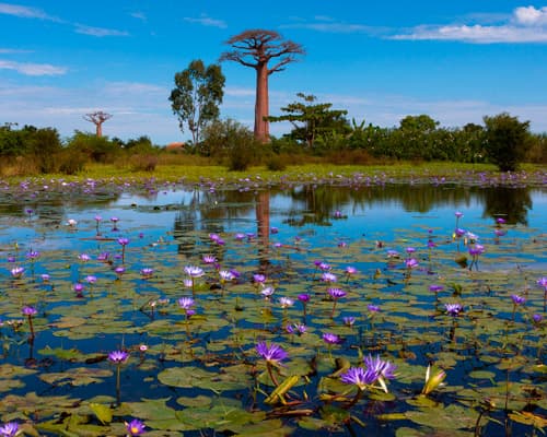 Bild - Inseltraum Mauritius & Lemuren auf Madagaskar